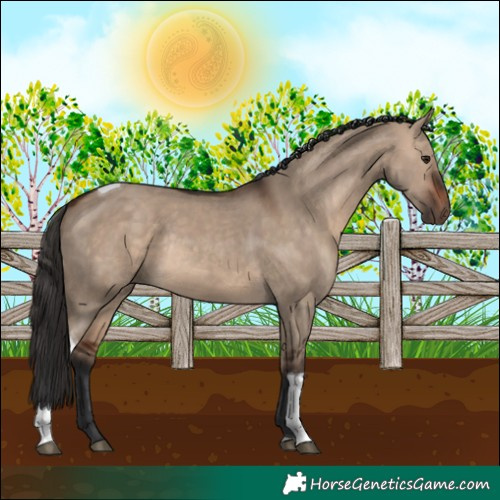 Horse Color:Bay Dun Tobiano Rabicano 