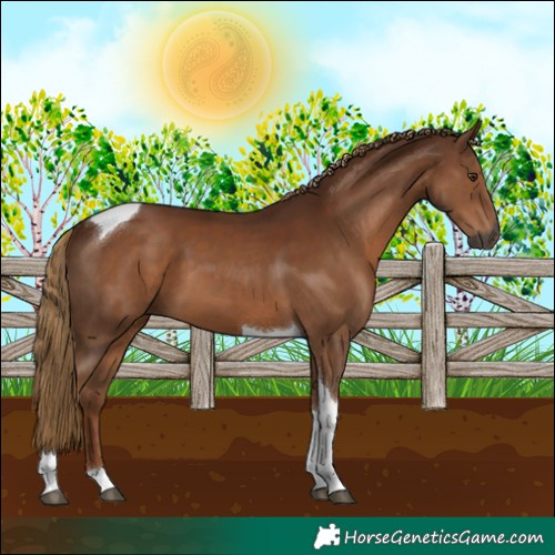 Horse Color:Gray Chestnut Tobiano 