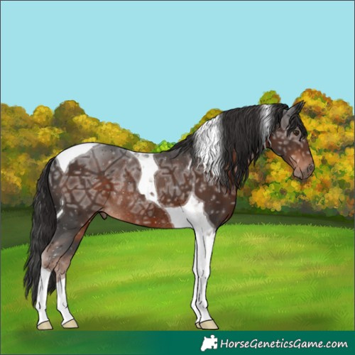 Horse Color:Liver Chestnut Ice Tobiano Rabicano