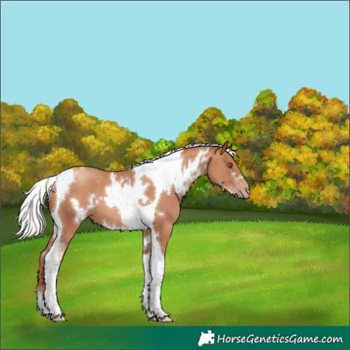 Horse Color:White Spotted Silver Classic Champagne Tobiano 