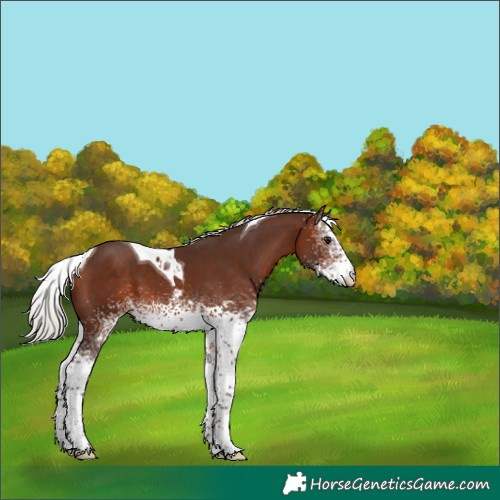 Horse Color:White Spotted Silver Brown Tobiano 