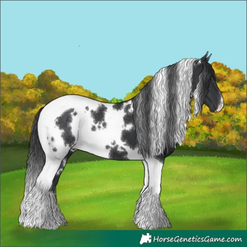 Horse Color:White Spotted Black Tobiano
