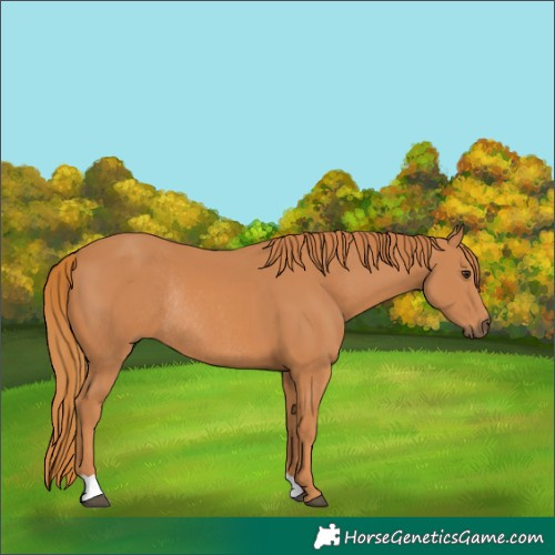 Horse Color:Chestnut Rabicano