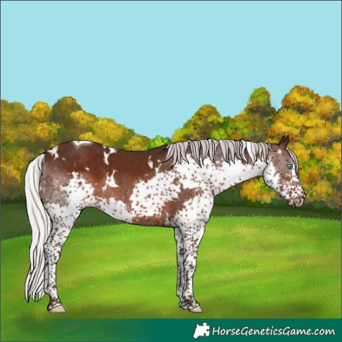 Horse Color:White Spotted Silver Brown Splash Tobiano