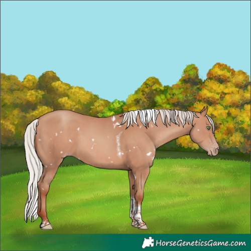 Horse Color:White Spotted Silver Sable Champagne Tobiano