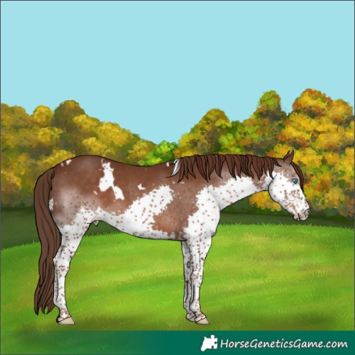 Horse Color:White Spotted Liver Chestnut Splash 