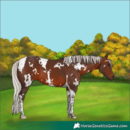 Horse Color:White Spotted Silver Brown Tobiano