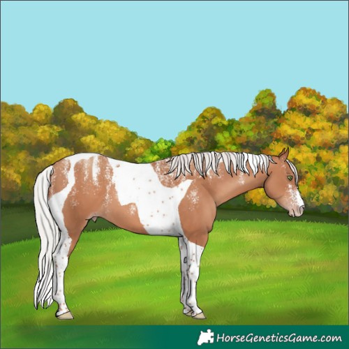 Horse Color:Powder White Silver Sable Champagne Tobiano