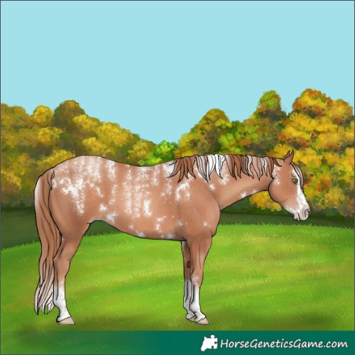 Horse Color:Powder White White Spotted Gold Champagne Splash 