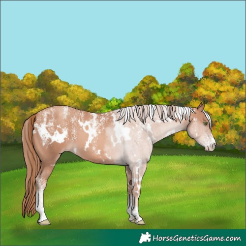Horse Color:Powder White White Spotted Gold Champagne 