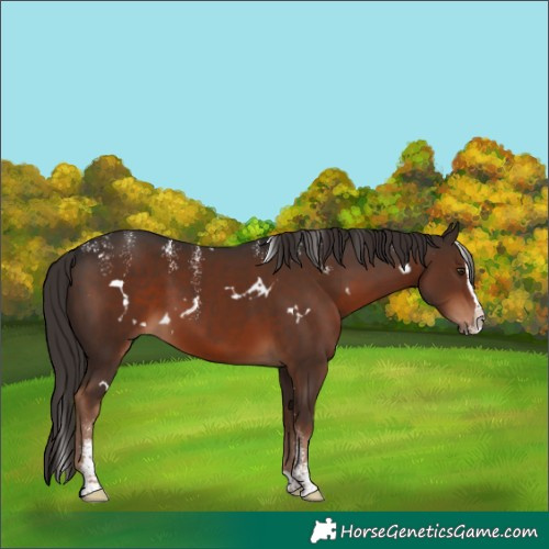 Horse Color:Powder White White Spotted Liver Chestnut Splash 