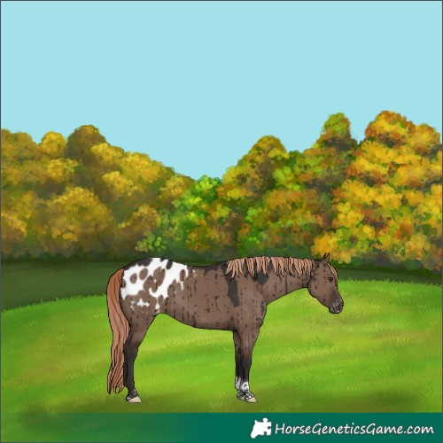 Horse Color:Liver Red Dun Tobiano Appaloosa Brindle
