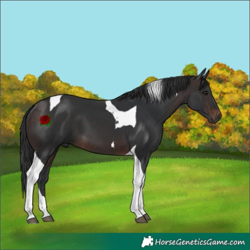 Horse Color:Brown Tobiano 
