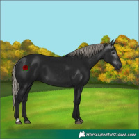 Horse Color:Gray Silver Brown