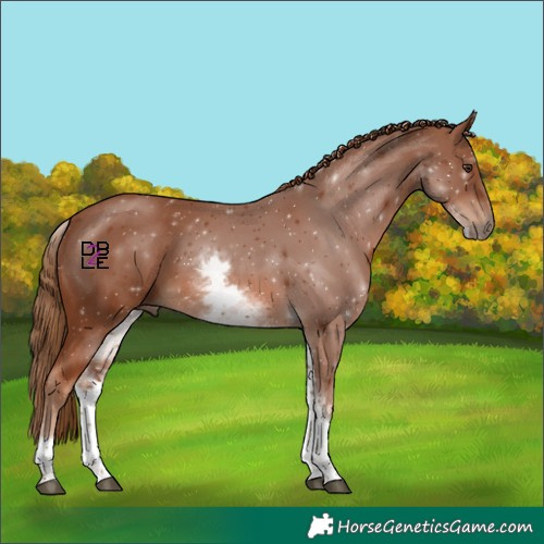 Horse Color:White Spotted Chestnut 