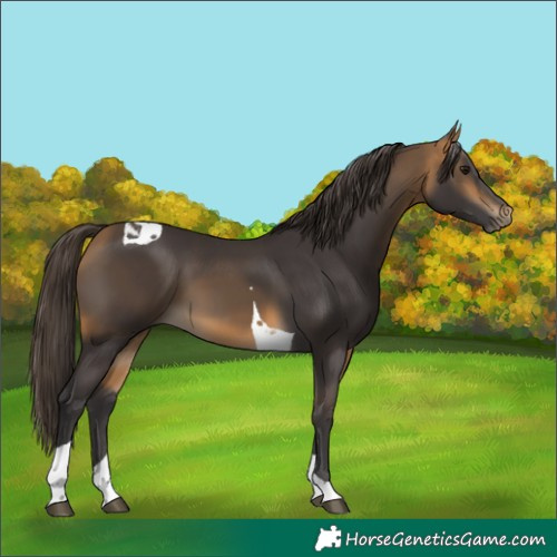 Horse Color:Buckskin Tobiano 
