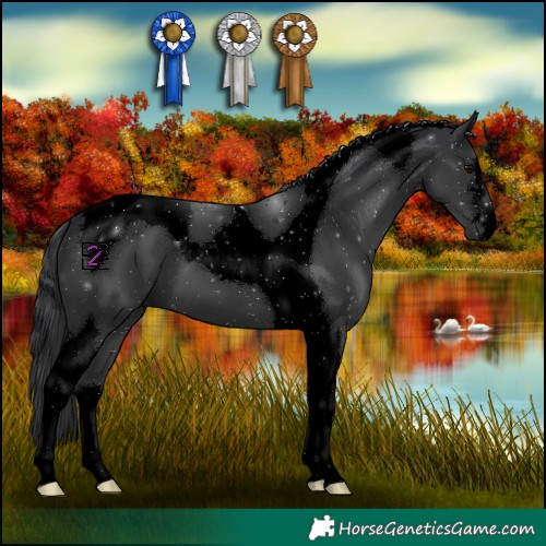 Horse Color:Void Black Tobiano