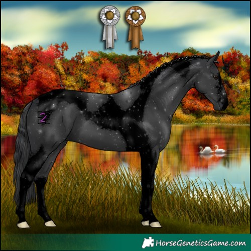 Horse Color:Void Black Tobiano