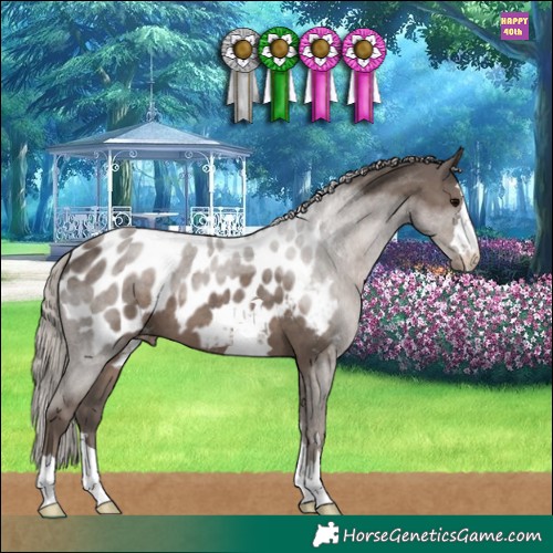 Horse Color:Silver Black Appaloosa