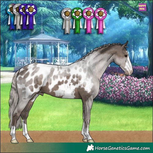Horse Color:Silver Black Appaloosa 