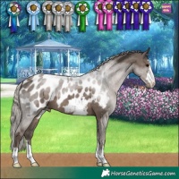 Horse Color:Silver Black Appaloosa