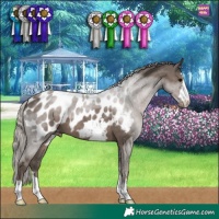 Horse Color:Silver Black Appaloosa 