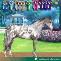 Horse Color:Silver Black Appaloosa