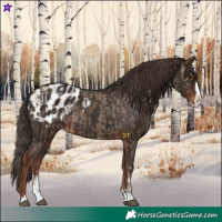 Horse Color:Liver Red Dun Sabino Splash Blanket  and Liver Chestnut Sabino Splash Blanket 