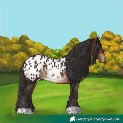 Horse Color:Bay Blanket