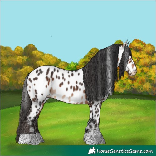 Horse Color:Bay Near Leopard Rabicano 
