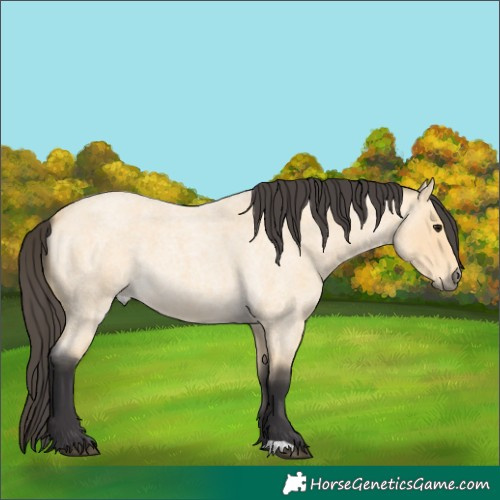 Horse Color:Buckskin Roan