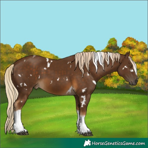 Horse Color:White Spotted Pseudo Chocolate Palomino Tobiano 