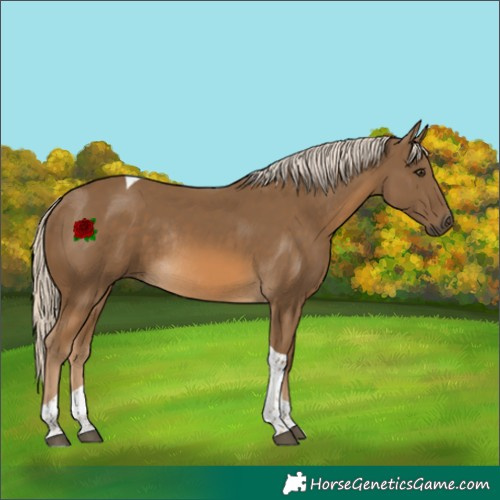 Horse Color:Chocolate Palomino Tobiano Rabicano 