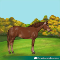 Horse Color:Gray Chestnut 