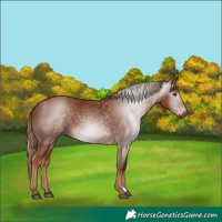 Horse Color:Gray Chestnut