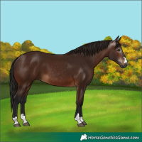 Horse Color:Gray Bay