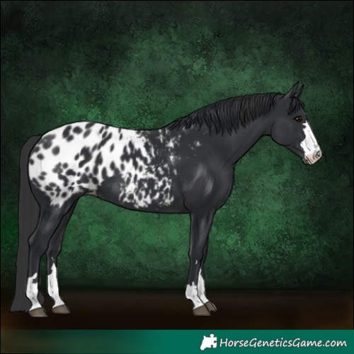 Horse Color:Black Near Leopard 