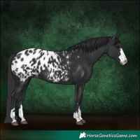 Horse Color:Black Near Leopard 