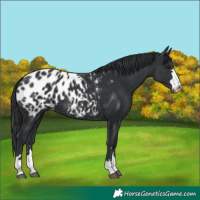 Horse Color:Black Appaloosa 