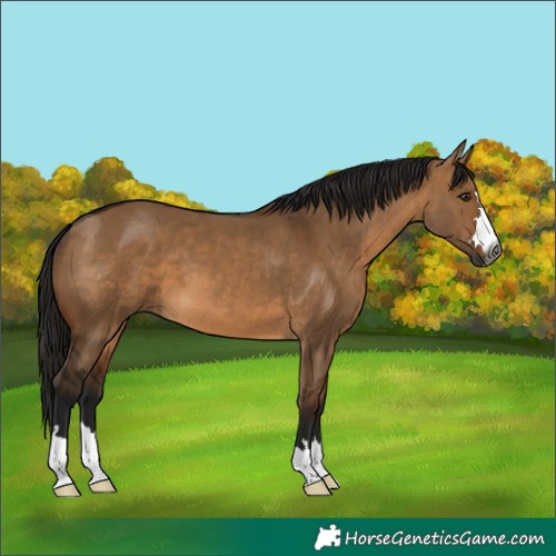 Horse Color:Gray Bay Dun