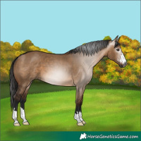 Horse Color:Gray Bay Dun 