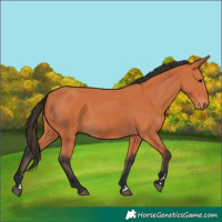 Horse Color:Bay 
