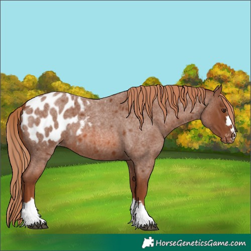Horse Color:Red Roan Appaloosa 