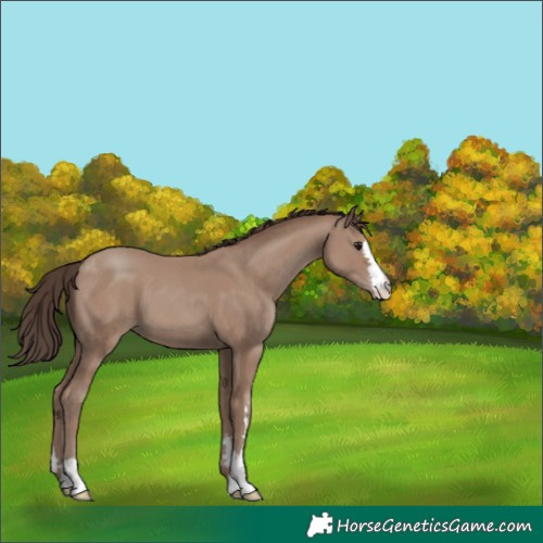 Horse Color:Classic Champagne 