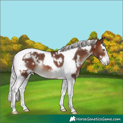Horse Color:White Spotted Silver Bay Splash Tobiano Rabicano 