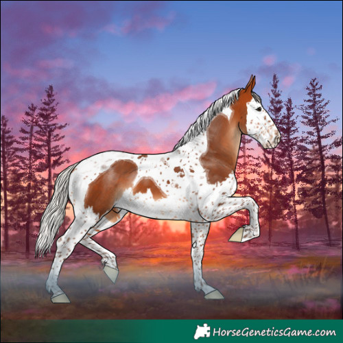 Horse Color:Silver Bay Splash Tobiano 