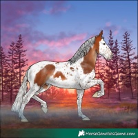 Horse Color:Silver Bay Splash Tobiano