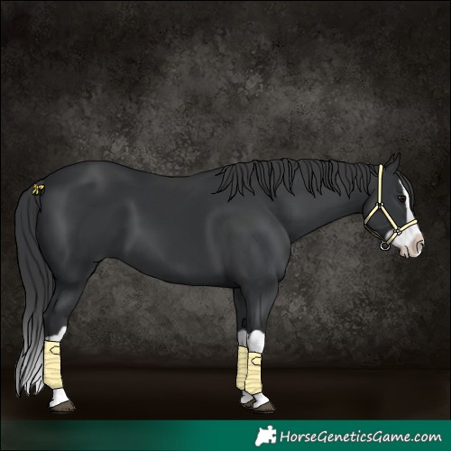 Horse Color:Black Splash