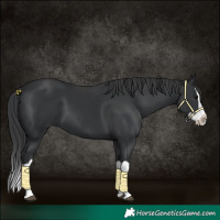 Horse Color:Black Splash