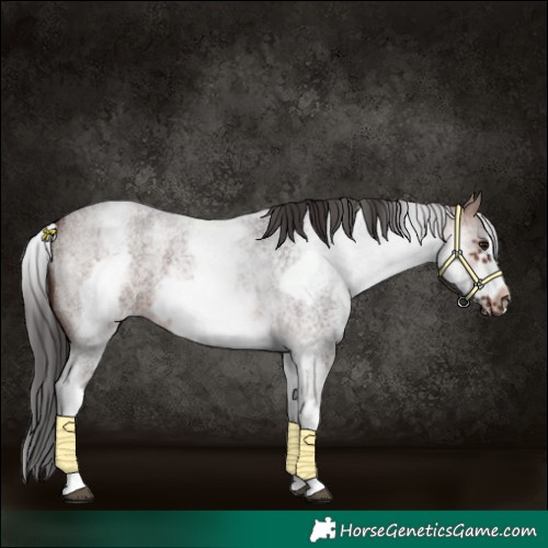 Horse Color:White Spotted Brown Roan Frame 
